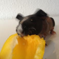 Marsvin Karma´s Afroditte