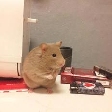 Hamster Prop <3