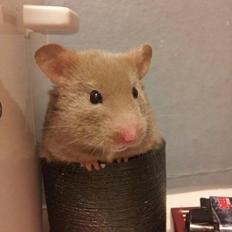 Hamster Prop <3