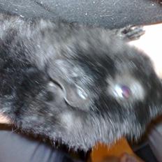 Marsvin Teddy ( Bangebuks )