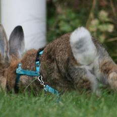 Kanin Flora Narcissus (Noah)