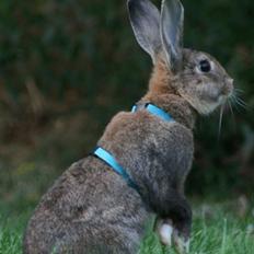 Kanin Flora Narcissus (Noah)