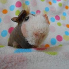 Marsvin Clay von Sortfod aka "Brain"