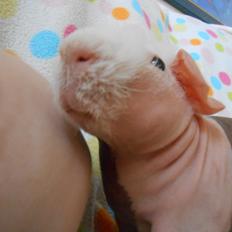 Marsvin Clay von Sortfod aka "Brain"