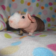 Marsvin Clay von Sortfod aka "Brain"