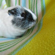 Marsvin Buller von Fancy