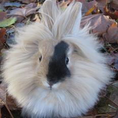 Kanin *Lyon's Fantasy* "SOLGT"