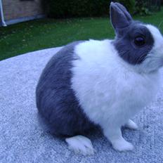 Kanin Hermelingårdens Tiny