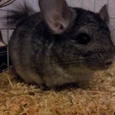 Chinchilla Pieter