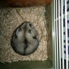 Dværghamster Pac<3 Sov sødt.