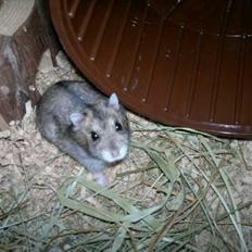 Dværghamster Pac<3 Sov sødt.