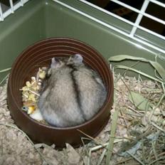 Dværghamster Pac<3 Sov sødt.