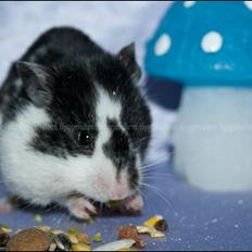 Hamster Hyggehulen's Anthea
