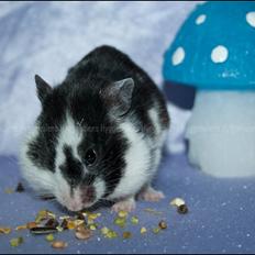 Hamster Hyggehulen's Anthea