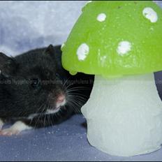 Hamster Hyggehulen's Diablo