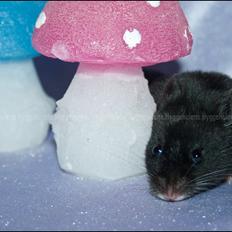 Hamster Hyggehulen's Diablo