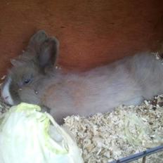 Kanin Prinsesse Candy