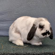 Kanin Stald Rindoms Zarzu