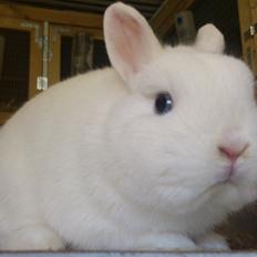 Kanin Rosendal's Bent