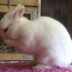 Kanin Rosendal's Bent