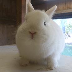 Kanin Rosendal's Bent