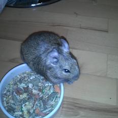 Degu Hami