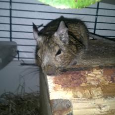 Degu Hami
