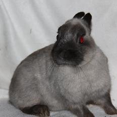 Kanin Gurli *Hermelin*