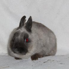 Kanin Gurli *Hermelin*