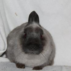 Kanin Gurli *Hermelin*