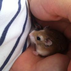 Dværghamster Ole