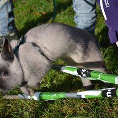 Kanin Ingemanns Flying Zoey