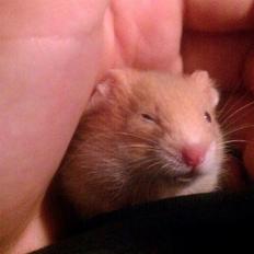 Hamster Annabell - Gået bort