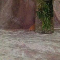 Hamster Annabell - Gået bort