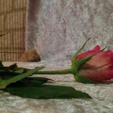 Hamster Annabell - Gået bort