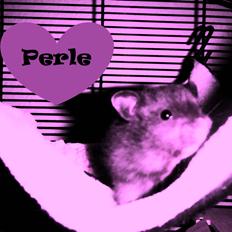 Hamster Perle
