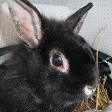 Kanin Snoobie *løvehoved-hermelin* *R.I.P.*