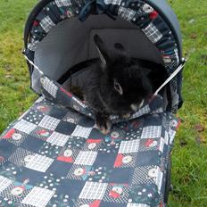 Kanin Snoobie *løvehoved-hermelin* *R.I.P.*