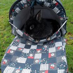 Kanin Snoobie *løvehoved-hermelin* *R.I.P.*