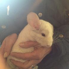 Chinchilla Hr. Bodil Schmidt
