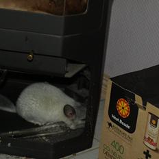 Chinchilla Nica Chin Utopia