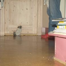 Chinchilla Nica Chin Utopia