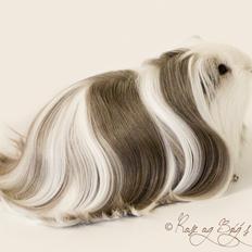 Marsvin Sir Tobys Mystic Manta