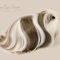 Marsvin Sir Tobys Mystic Manta