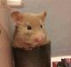 Hamster Prop <3