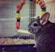 Chinchilla Pieter