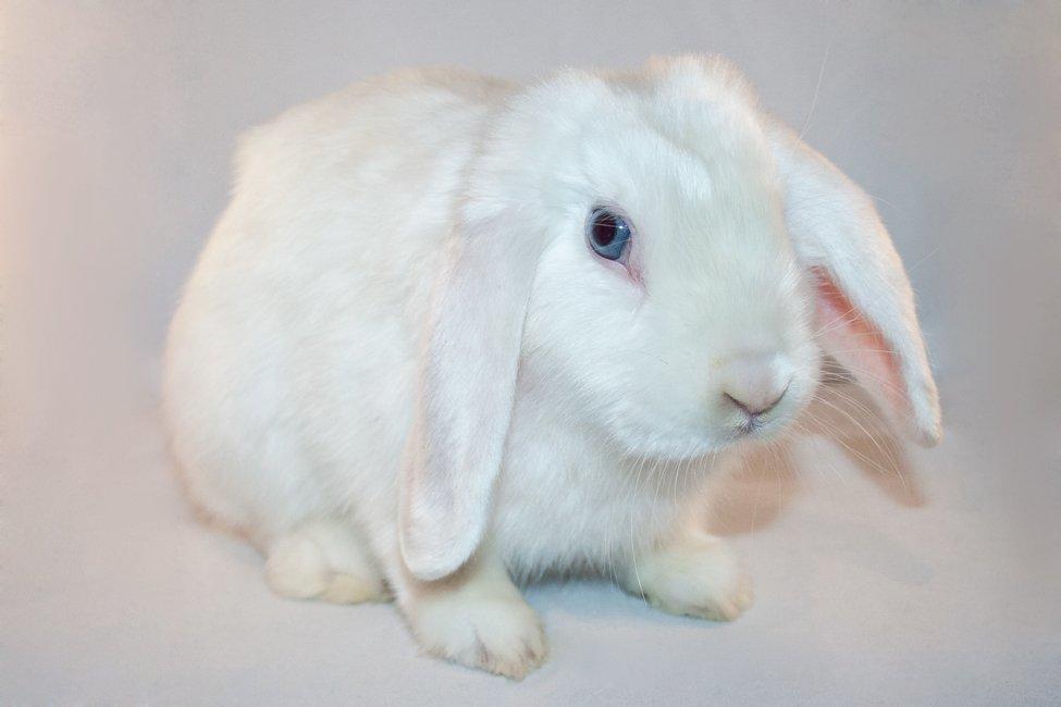 Kanin Hyggehulen's Barbosa billede 1