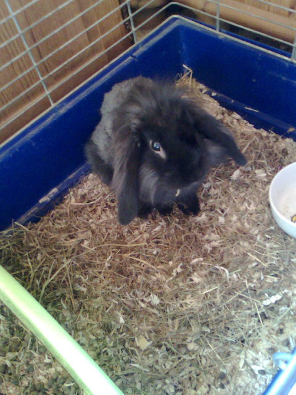 Kanin Oliver billede 6