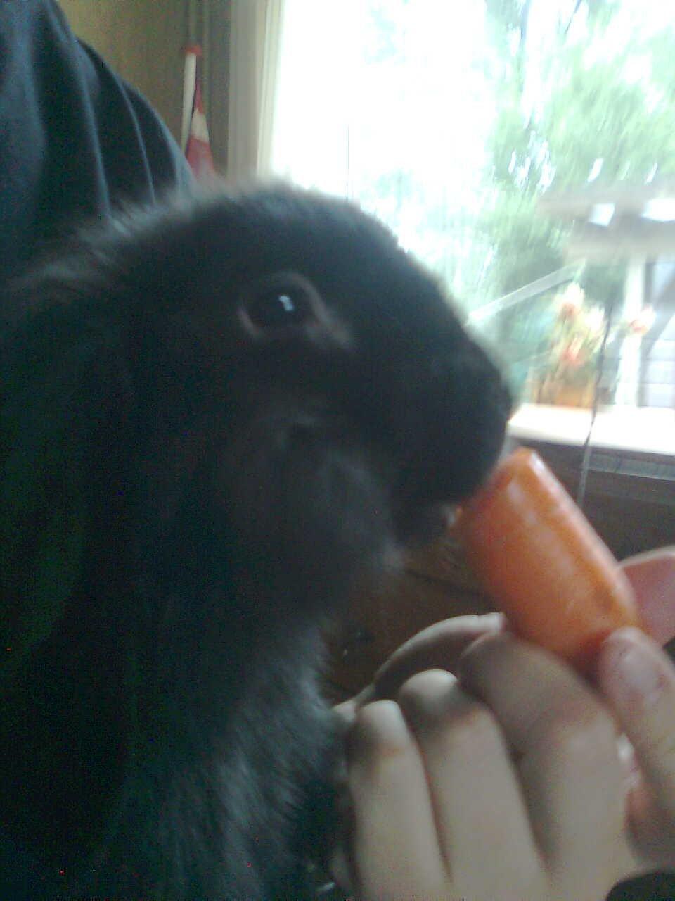 Kanin Oliver billede 7