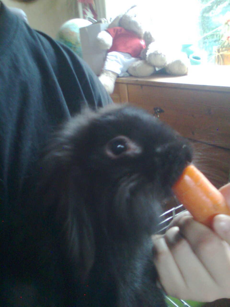 Kanin Oliver billede 8